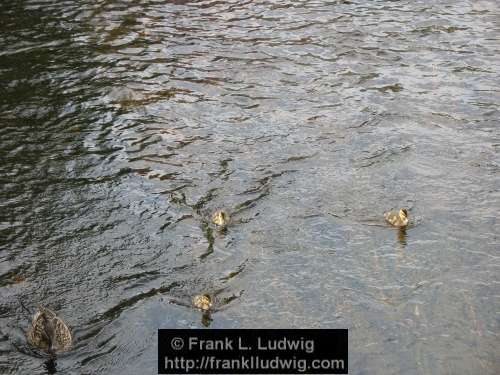 Duck Family